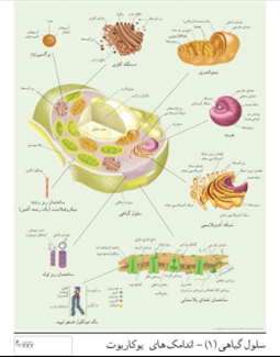 اندامک های یوکاریوت