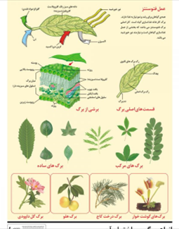 برگ در گیاهان مختلف