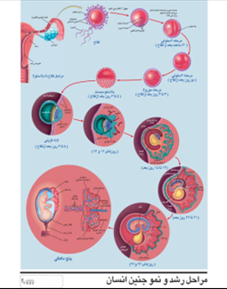  مراحل رشد و نمو جنین انسان