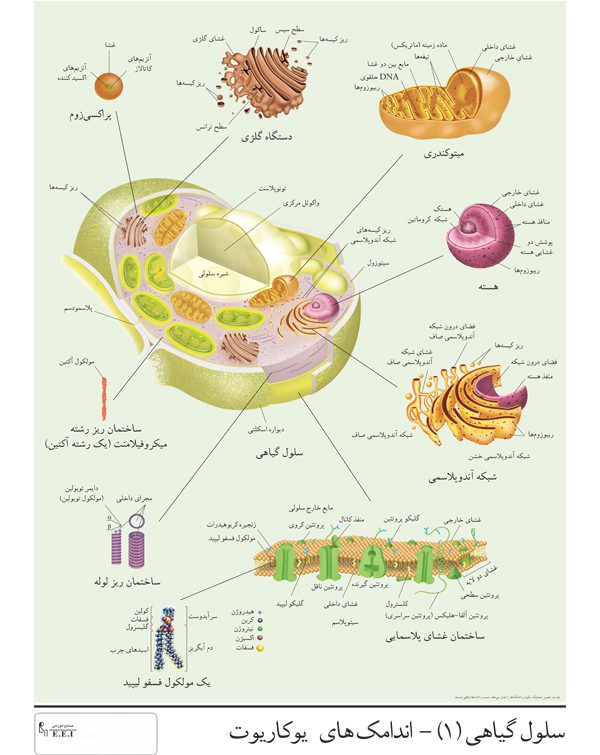 اندامک های یوکاریوت