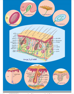 ساختمان پوست انسان