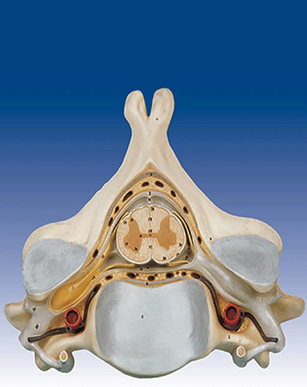 مدل پنجمین مهره ی گردن