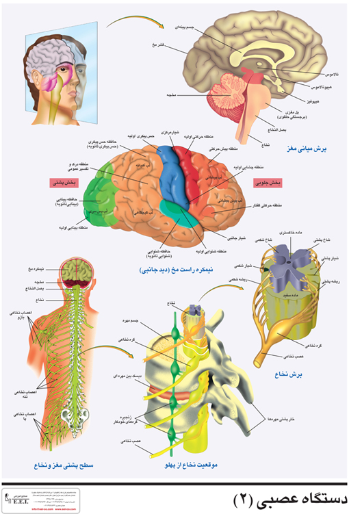 دستگاه عصبی 2