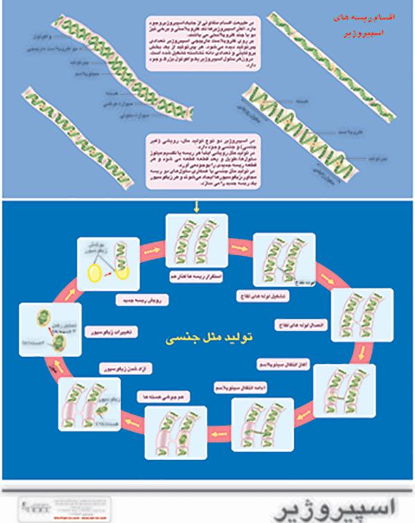 اسپیروژیر