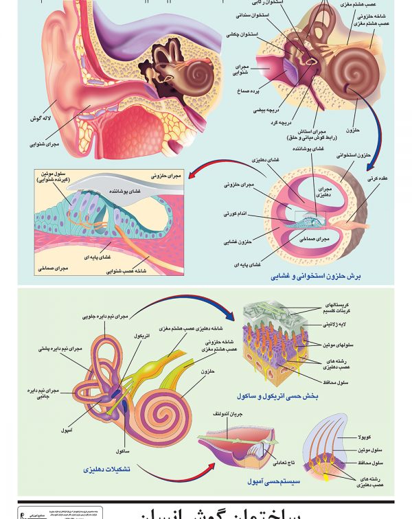ساختمان گوش انسان
