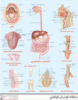 دستگاه گوارش