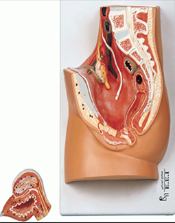 مدل دستگاه تناسلی زن
