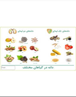 دانه در گیاهان مختلف