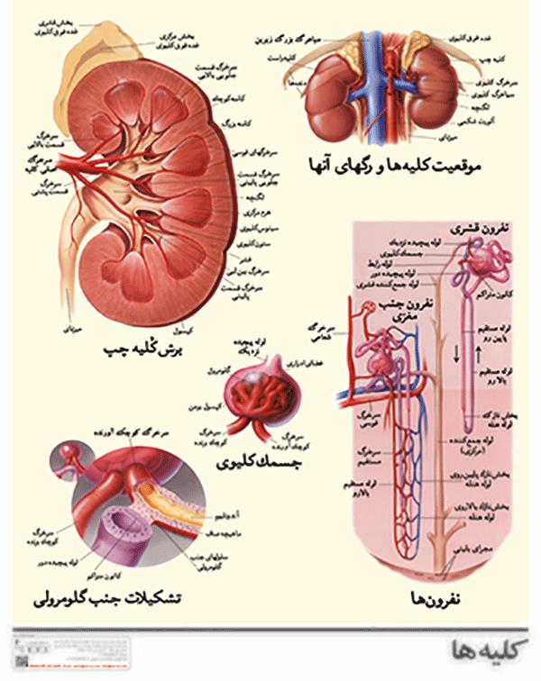 کلیه ها