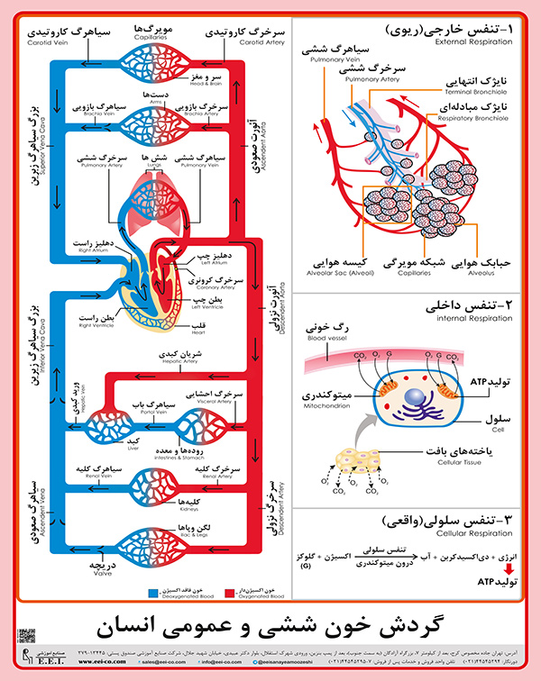 گردش خون ششی عمومی در انسان