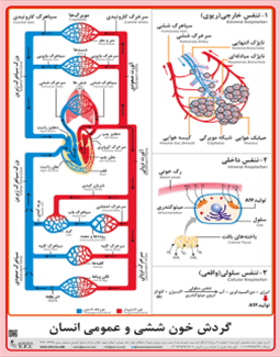 گردش خون ششی عمومی در انسان