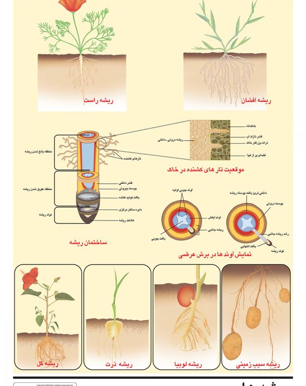 انواع ریشه های گیاهان مختلف