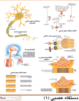 دستگاه عصبی 1