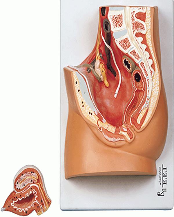 مدل دستگاه تناسلی زن