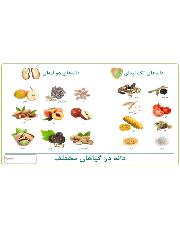 دانه در گیاهان مختلف