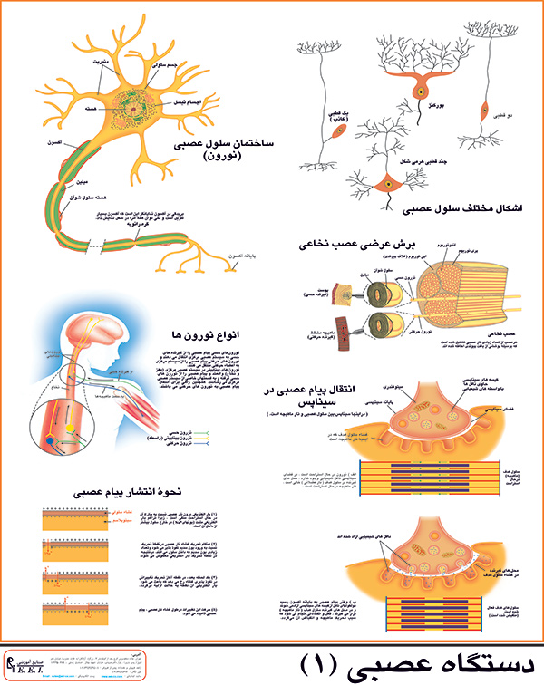 دستگاه عصبی 1