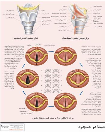 صدا در حنجره