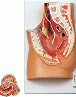 مدل دستگاه تناسلی زن